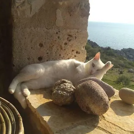 Διαμέρισμα Pogonitsa Kotronion (West Mani)